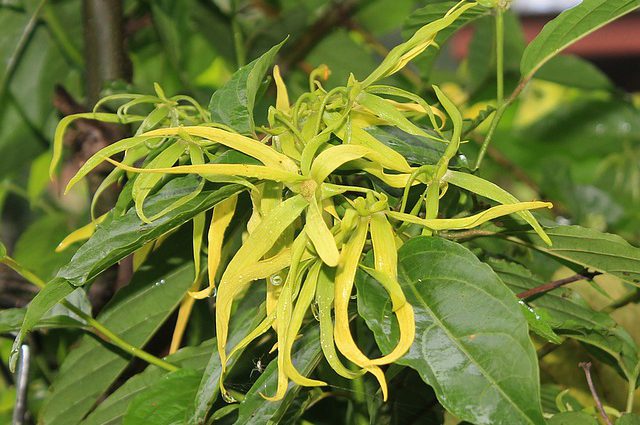 ylang-ylang
